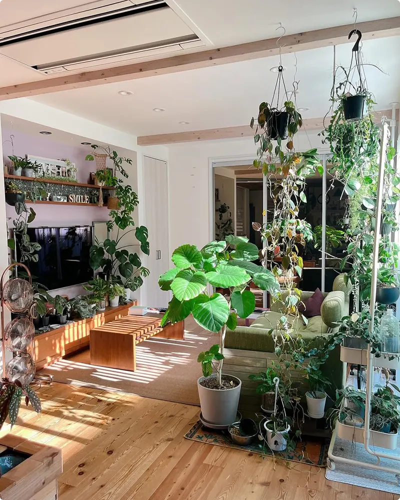 Indoor Plants