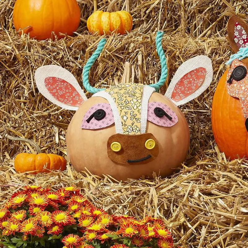 Charming Pumpkin Cow